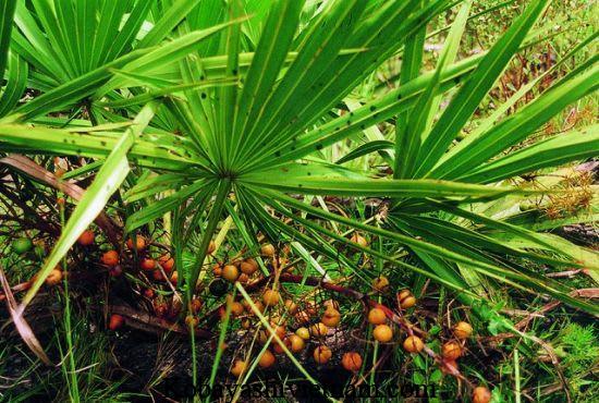 3 viên uống Saw Palmetto chiết xuất cọ lùn Nhật Bản được đánh giá tốt