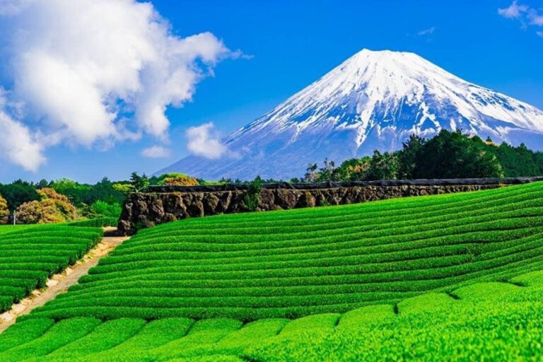 Top 5 Le Hoi Dang Tham Gia Nhat O Shizuoka Cach Di Chuyen